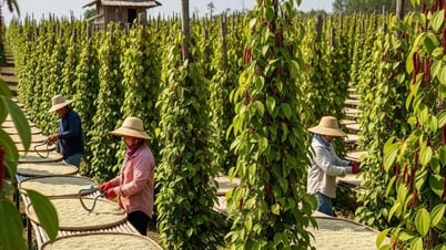 Giá tiêu hôm nay 18/8: 143.000 đồng/kg, mức giá "trong mơ" của nông dân