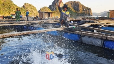 Điều chỉnh mức thu tiền sử dụng khu vực biển để gia tăng sức cạnh tranh cho ngành thủy sản