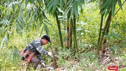 Vai trò trung tâm điều phối, triển khai các hợp phần Dự án GREAT 2