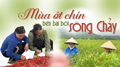 Mùa ớt chín bên bãi bồi sông Chảy