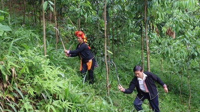 Hiệu quả từ mô hình trồng quế hữu cơ