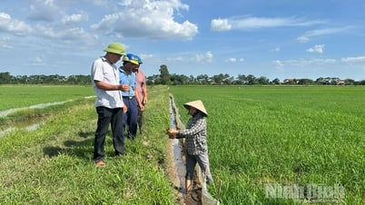 Sâu cuốn lá nhỏ bùng phát với mật độ cao đột biến, UBND tỉnh ra công điện khẩn chỉ đạo dập dịch