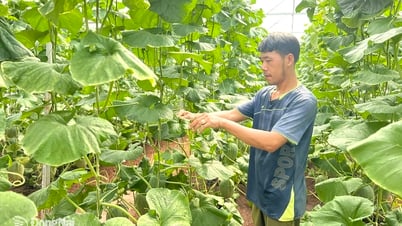 Khởi nghiệp thành công từ hơn 3 sào dưa lưới