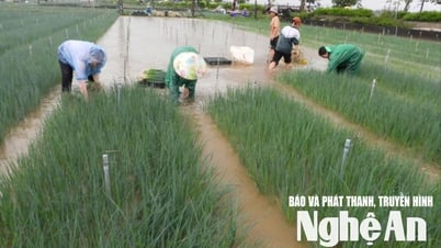 Nông dân vùng bãi ngang Nghệ An di dời hành lá lên cao tránh ngập úng