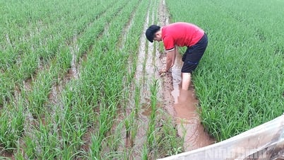 Tập trung phòng trừ sâu cuốn lá nhỏ bảo vệ lúa mùa năm 2025