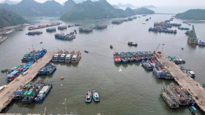Đặc khu Cát Hải dừng hoạt động trên biển để phòng chống áp thấp nhiệt đới