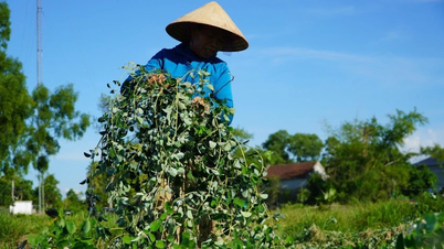 Nhiều hộ dân ở Hà Tĩnh thoát nghèo từ trồng một loại cây trên đất cằn cỗi