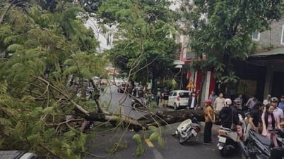 Cây phượng trên vỉa hè bật gốc đè bẹp 2 xe máy, 4 người may mắn thoát chết