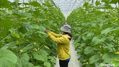 Xã vùng xa Đak Lua phát triển nông thôn mới bền vững