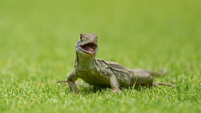 Những 'cổ động viên đặc biệt' trên sân FLC Golf Links Quy Nhơn