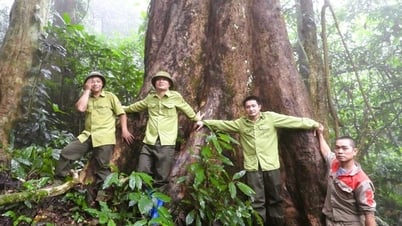 Ba "cụ cây" hơn 500 năm tuổi nhiều người ôm không xuể ở Pù Luông