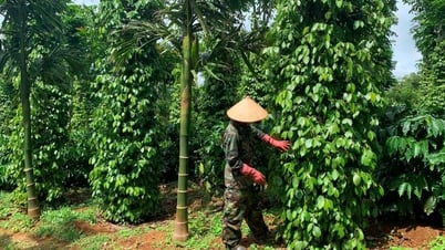Giá tiêu hôm nay 19/8/2025: Sáng cửa tăng giá