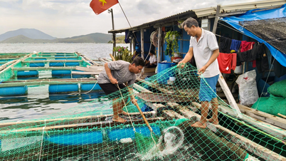 Nông nghiệp Khánh Hòa: Nhiều điểm sáng trong sản xuất công nghệ cao và nuôi biển