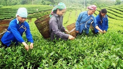 Die Kommune Phu Nhuan baut neue ländliche Gebiete nach dem Vorbild des Teeanbaus auf