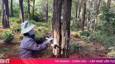 Những giọt nhựa thông và nỗi lo cơm áo
