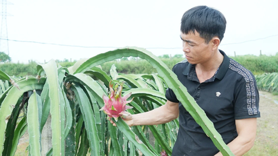 Bước chuyển tích cực trong sản xuất nông nghiệp