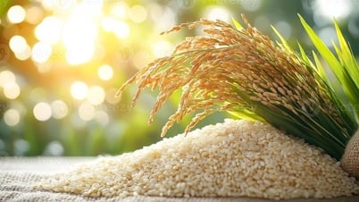 Giá lúa gạo hôm nay 19/8: Gạo nguyên liệu nhích nhẹ, xuất khẩu giữ kỷ lục cao