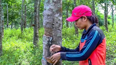 Sức sống mới ở vùng đồng bào dân tộc thiểu số Đông Nam tỉnh