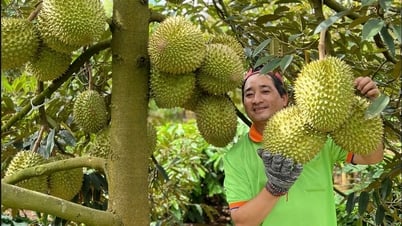 Giá sầu riêng xuất khẩu tăng trở lại