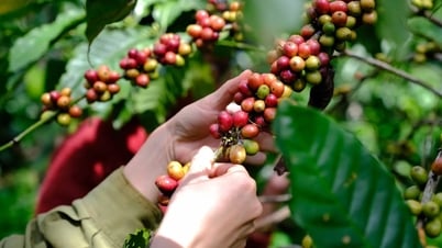 Giá cà phê hôm nay 19/8/2025: Tăng giá tích cực