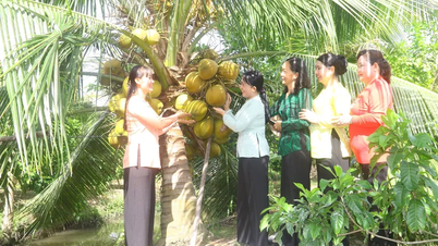 Triển vọng trồng dừa sáp gắn du lịch sinh thái
