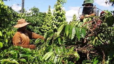 Giá cà phê hôm nay 2/8/2025: Tăng chạm mốc 100,000 đồng