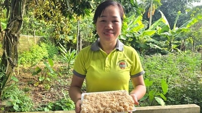 Giữ hồn giống gạo nếp đặc sản quê hương