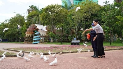 Những cánh chim trong lòng phố biển