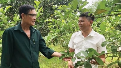 Yêu đất, mê cây
