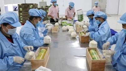 5 năm thực thi EVFTA: Động lực thúc đẩy thương mại bền vững giữa Việt Nam và EU