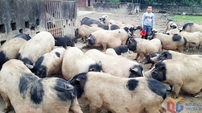 Cần thiết phải triển khai các dự án chăn nuôi lợn theo hướng hiện đại