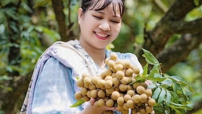 Hưng Yên - mùa nhãn chín