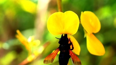 Mai vàng của vùng ngập lũ miền Tây