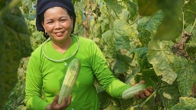 Phụ nữ Nghĩa Đô (Lào Cai) phát triển kinh tế hiệu quả từ mô hình liên kết trồng dưa leo