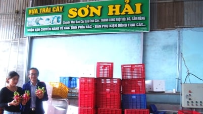 “Tập kết” nông sản biển - rừng - “chìa khóa” nâng cao giá trị nông sản Lâm Đồng:Bài 3: Hợp nhất thanh long từ biển xanh lên đại ngàn