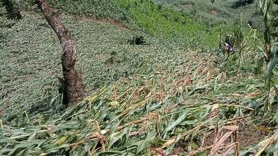 Mưa giông, gió mạnh cục bộ làm gãy đổ 50ha ngô ở xã Phong Thổ