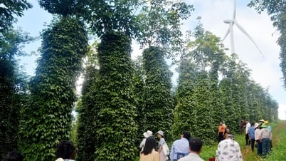 Phát huy vai trò chủ lực của doanh nghiệp trong chuỗi nông sản