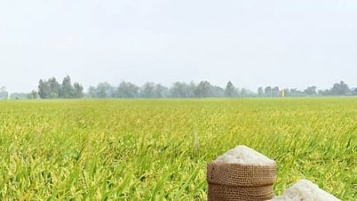 Giá lúa gạo hôm nay 02/08: Gạo nguyên liệu giảm nhẹ, giao dịch chậm