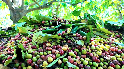 Giá cà phê trong nước chính thức đạt mốc 100.000 đồng/kg