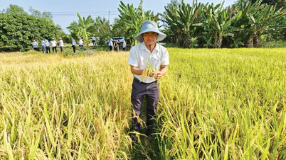 Tăng cường các hoạt động khuyến nông thúc đẩy sản xuất lúa chất lượng cao, phát thải thấp tại ĐBSCL