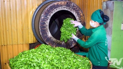 Sáng kiến nâng tầm sản phẩm chè