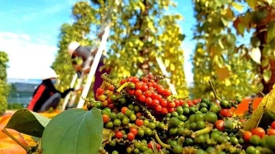 Giá cà phê và hồ tiêu bình ổn