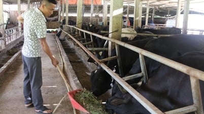 Làm giàu từ bò 3B