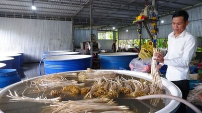Nặng lòng với sen