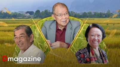 80 năm cây lúa Việt: Từ nạn đói 1945 đến hạt gạo ngon nhất thế giới