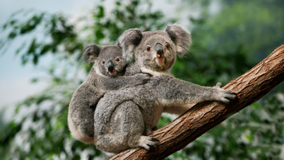 Gặp gỡ và chụp ảnh với kangaroo, koala tại các khu bảo tồn động vật hoang dã
