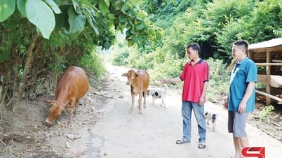 Hiệu quả nguồn vốn Quỹ hỗ trợ nông dân ở Mường Bú