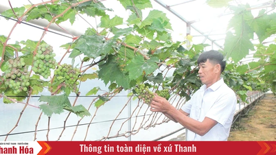 Hướng đi mới trong đa dạng hóa đối tượng cây trồng
