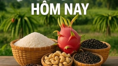 Giá nông sản hôm nay 19/8/2025: Giá cà phê robusta 'quay xe'; hàng Brazil có thể được Mỹ miễn áp thuế 50%? Mục tiêu xuất khẩu 65 tỷ USD có khả thi?
