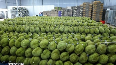 Sầu riêng kéo xuất khẩu rau quả bứt tốc, hướng tới mục tiêu 7,6 tỷ USD